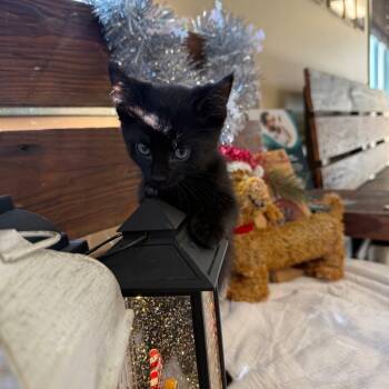 Rescue Domestic Short Hair Cats for Adoption in Shorewood, Illinois - Phoebe | PetCurious