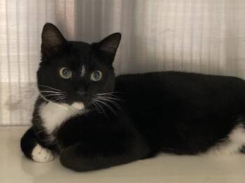 CABLE -  Domestic Short Hair Cat for Adoption in Tustin, California - CABLE | PetCurious