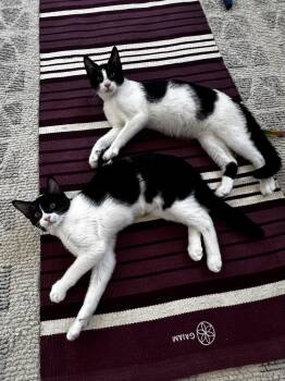 Galadriel -  Domestic Short Hair Cat for Adoption in St. Petersburg, Florida - Galadriel | PetCurious