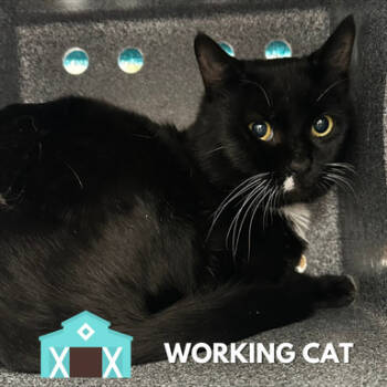 Rescue Domestic Short Hair Cats for Adoption in Sarasota, Florida - Pumpkin Cream Pie | PetCurious