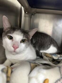 Rescue Domestic Short Hair Cats for Adoption in Annapolis, Maryland - Mino | PetCurious