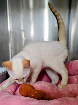 Siamese Cats Available for Adoption - Pixel | PetCurious