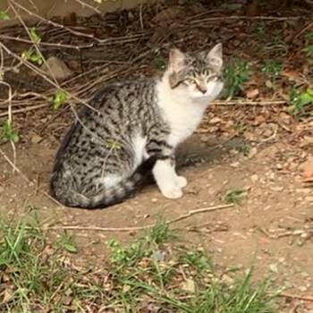 Domestic Short Hair Cats Available for Adoption in Woodstock, Virginia - Mattox Estep | PetCurious