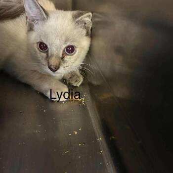 lydia -  Siamese Cat for Adoption in Madill, Oklahoma - Lydia | PetCurious
