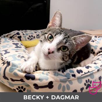 Rescue Domestic Short Hair Cats for Adoption in Toronto, Ontario - Becky (bonded With Dagmar) | PetCurious
