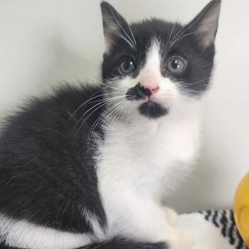Spike -  Domestic Short Hair Cat Available for Adoption in Toledo, Ohio - Spike | PetCurious