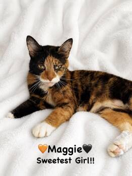 Maggie -  Calico Cat for Adoption in Copley, Ohio - Maggie | PetCurious