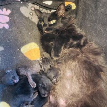 Jiji -  Domestic Long Hair Cat for Adoption in Las Vegas, Nevada - Jiji | PetCurious