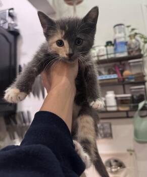 Domestic Short Hair and Dilute Calico Cats Available for Adoption in New York, New York - Bo Peep | PetCurious