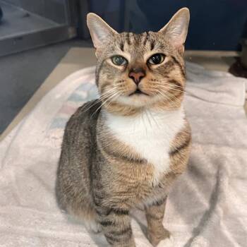 MALA -  Domestic Short Hair Cat for Adoption in Methuen, Massachusetts - MALA | PetCurious