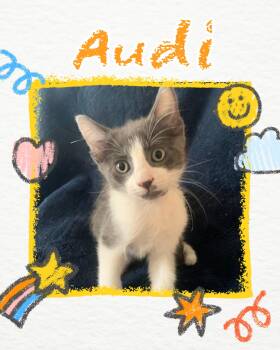 Audi -  Tuxedo Cat for Adoption in Pasco, Washington - Audi | PetCurious