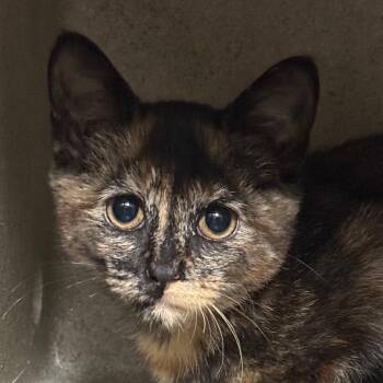 Keleam -  Domestic Short Hair Cat for Adoption in Philadelphia, Pennsylvania - Keleam | PetCurious