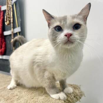 Domestic Short Hair Cats Available for Adoption - Coconut | PetCurious