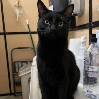 Rescue Domestic Short Hair Cats for Adoption in Tustin, California - Ray | PetCurious