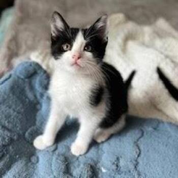 Weenus -  Domestic Short Hair Cat for Adoption in South Elgin, Illinois - Weenus | PetCurious