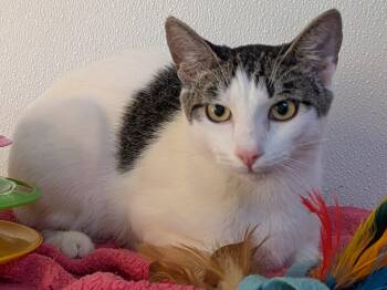 Rescue Domestic Short Hair and Tabby Cats for Adoption in Republic, Washington - Cheetos SHY CAT SPECIAL $20 | PetCurious