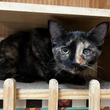 Pico -  Domestic Short Hair Cat for Adoption in Yucca Valley, California - Pico | PetCurious