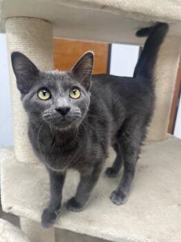 Charles -  Domestic Short Hair Cat for Adoption in Corpus Christi, Texas - Charles | PetCurious