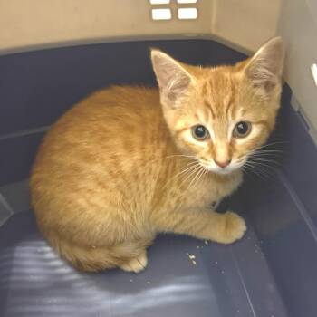 Domestic Short Hair Cats Available for Adoption - Cupid | PetCurious