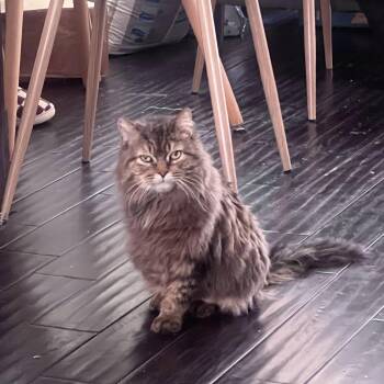 Bunny (aka Pirate)-Must be adopted as a buddy -  Domestic Long Hair Cat for Adoption in Toronto, Ontario - Bunny (aka Pirate)-Must Be Adopted As A Buddy | PetCurious