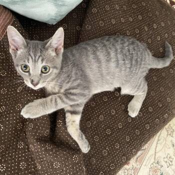 Barbie -  Domestic Short Hair Cat for Adoption in Houston, Texas - Barbie | PetCurious