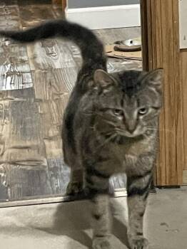 Selwyn -  Domestic Short Hair Cat for Adoption in St. Cloud, Minnesota - Selwyn | PetCurious