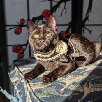 Rescue Bombay and Domestic Short Hair Cats for Adoption in Tucker, Georgia - Texas Pete (Action Superstar) | PetCurious