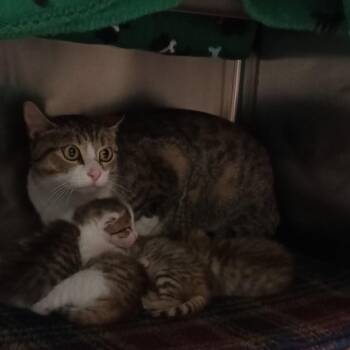 Domestic Short Hair Cats Available for Adoption in Chattanooga, Tennessee - Mama Morel | PetCurious