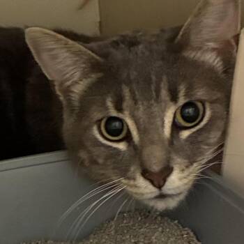 Onyx -  Domestic Short Hair Cat for Adoption in South Elgin, Illinois - Onyx | PetCurious