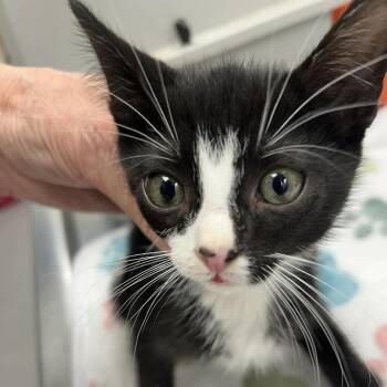 William 26-06-191 -  Domestic Short Hair Cat for Adoption in Bastrop, Texas - William 26-06-191 | PetCurious