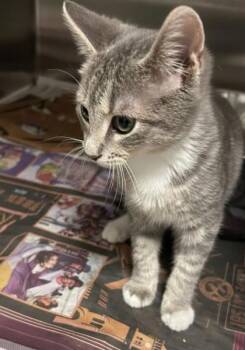 Rescue Domestic Short Hair Cats for Adoption in Carrollton, Texas - Eros | PetCurious
