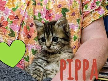 Pippa -  Domestic Long Hair Cat for Adoption in Greensboro, North Carolina - Pippa | PetCurious