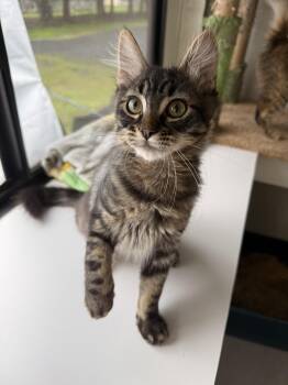 Domestic Medium Hair Cats Available for Adoption - Stuffing | PetCurious