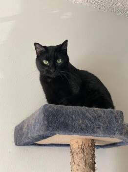 Rescue Domestic Short Hair Cats for Adoption in St. Cloud, Minnesota - Bella | PetCurious