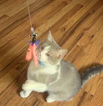 Sundee -  Domestic Short Hair Cat for Adoption in Reston, Virginia - Sundee | PetCurious