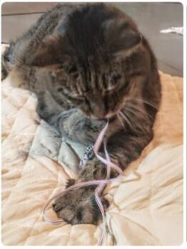 Domestic Short Hair Cats Available for Adoption in Derwood, Maryland - CHICKEN POT PIE | PetCurious