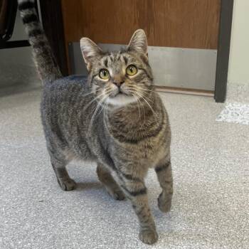 Domestic Short Hair Cats Available for Adoption in Kansas City, Kansas - Stella | PetCurious