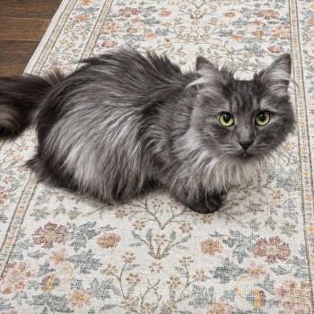Domestic Long Hair Cats Available for Adoption - Ashleigh C11062 | PetCurious