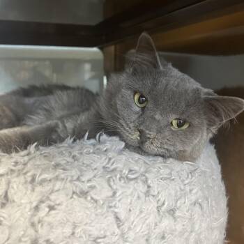IRISH -  Domestic Medium Hair Cat for Adoption in Richmond, California - IRISH | PetCurious