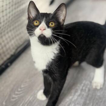 Chevy -  Domestic Short Hair Cat for Adoption in Fairfax, Virginia - Chevy | PetCurious