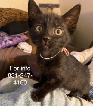 Elvira -  Domestic Short Hair Cat for Adoption in Santa Cruz, California - Elvira | PetCurious