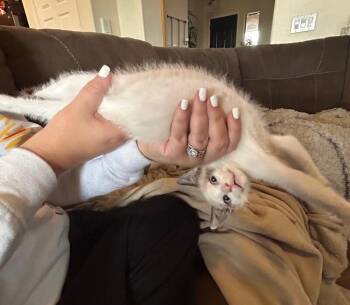 S’mores - Treats Litter -  Ragdoll Cat for Adoption in Anthem, Arizona - S’mores - Treats Litter | PetCurious