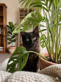 Cattarina -  Domestic Medium Hair Cat for Adoption in Acworth, Georgia - Cattarina | PetCurious