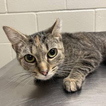 Enid -  Domestic Short Hair Cat for Adoption in Bristol, Indiana - Enid | PetCurious