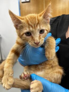 Domestic Short Hair Cats Available for Adoption in Hartsville, South Carolina - Sparrow | PetCurious