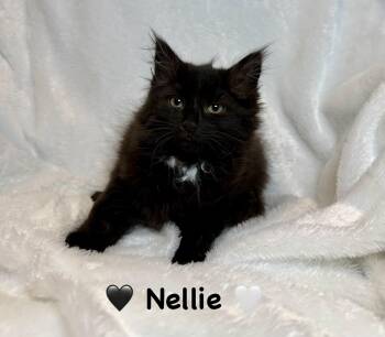 Nellie -  Domestic Long Hair Cat for Adoption in Copley, Ohio - Nellie | PetCurious