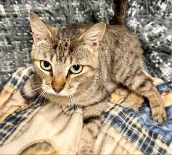 Roxy -  Domestic Short Hair Cat Available for Adoption in Bolivia, North Carolina - Roxy | PetCurious