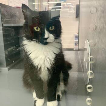 Morgana -  Domestic Medium Hair Cat for Adoption in Richmond, Virginia - Morgana | PetCurious