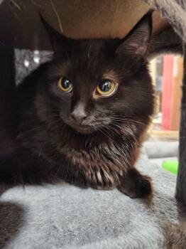 Domestic Long Hair Cats Available for Adoption - Artemis | PetCurious