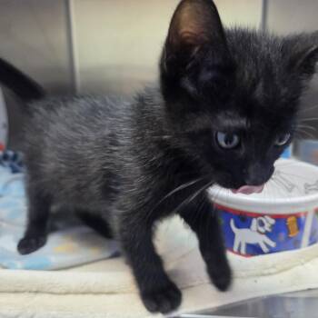 Fel -  Domestic Short Hair Cat for Adoption in Brookings, South Dakota - Fel | PetCurious